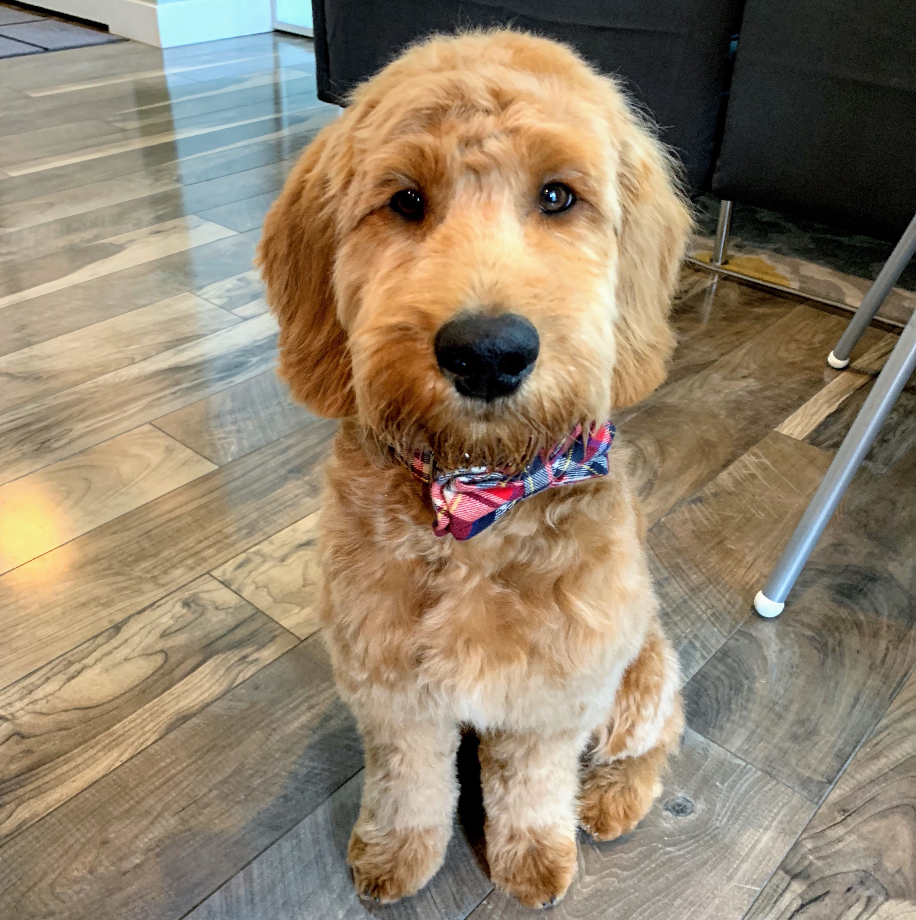 Winston